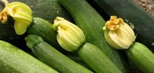 Beschreibung der Zucchini-Sorte Sangrum f1, Merkmale des Anbaus und der Pflege