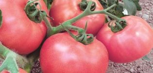Beschreibung und Eigenschaften der Tomatensorte Pink Lady