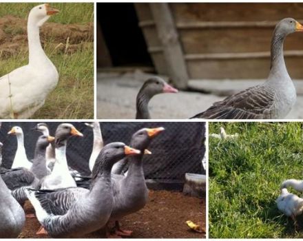 Beschreibung und Eigenschaften der Ural-Grau- und Weißgänse, Zucht