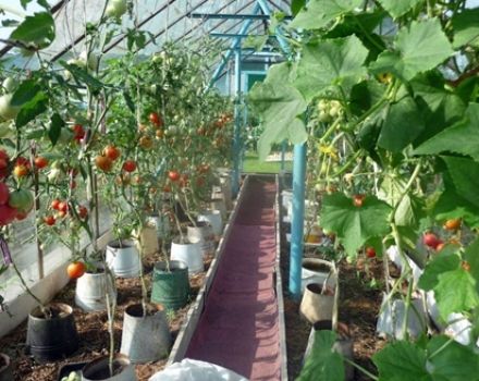 Cultiver des tomates dans des seaux en plein champ et en serre