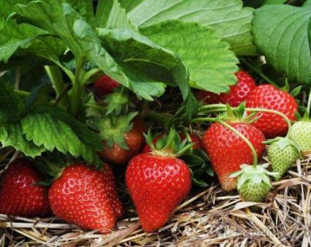 Comment pouvez-vous augmenter le rendement des fraises en plein champ, les meilleures façons