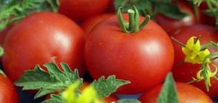Characteristics and description of the Gina tomato variety, its yield