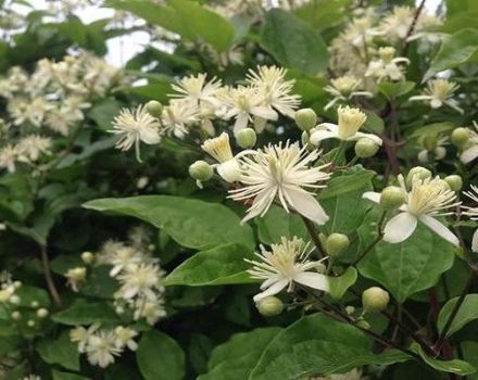 Beschreibung und Sorten von Clematis mit Weinblättern, Anbaueigenschaften