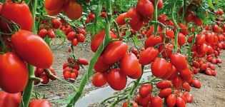 Beschreibung der Tomatensorte Bouquet of Siberia, ihre Eigenschaften und Erträge