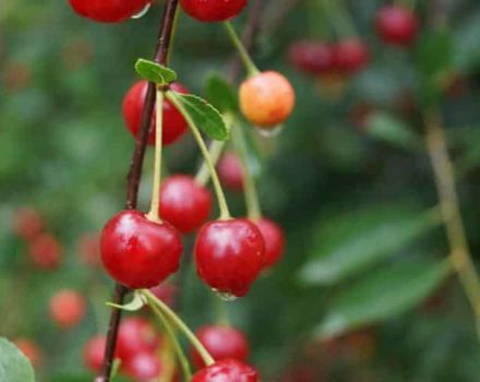 Description and characteristics of cherry varieties Sudarushka, planting and care features
