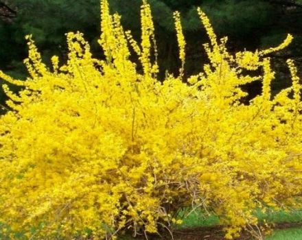 Description des espèces et variétés de forsythia ovoïde, règles de plantation et d'entretien