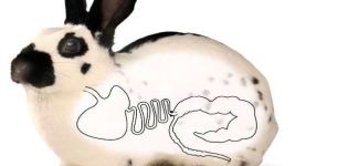 Causes et traitement des ballonnements chez les lapins, médicaments et remèdes populaires