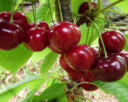 Description des variétés de cerises Uyfehertoi Fyurtosh et histoire, caractéristiques de culture