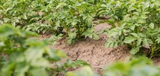 Description de la variété de pomme de terre vectorielle, caractéristiques de culture et rendement