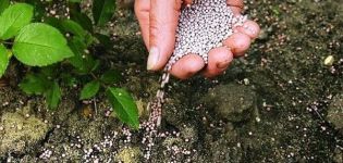 L'utilisation d'engrais superphosphate pour nourrir les concombres en serre et en plein champ