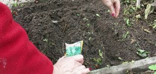 The best varieties of dill for planting before winter in the Leningrad region