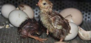 Temperature and humidity for incubating chicken eggs at home