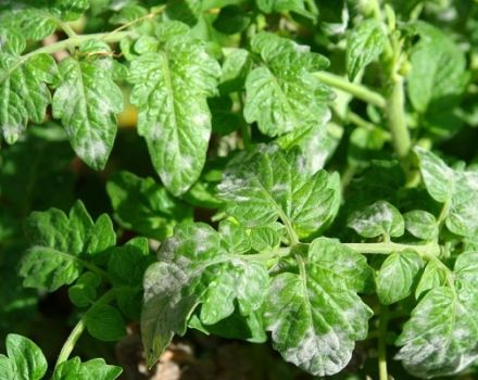 Description des maladies de la tomate et de leur traitement