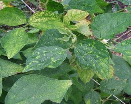 Ravageurs et maladies du soja, mesures de contrôle: que faire pour se protéger