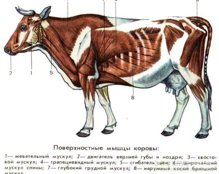 Anatomie de la structure du squelette d'une vache, noms des os et des organes internes
