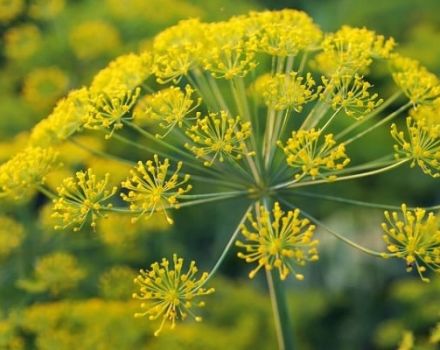 Description des meilleures variétés (graines) d'aneth, à cultiver sur des verts en plein champ