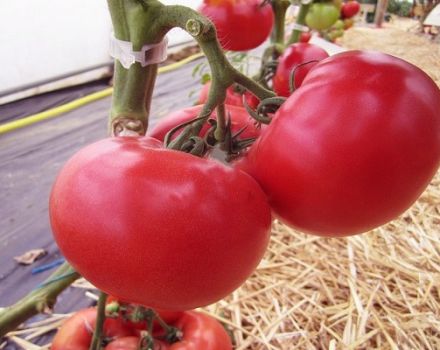 Beschreibung der Afen-Tomatensorte, ihres Anbaus und ihrer Pflege
