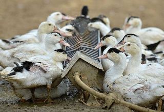 Wie man einen Innenraum zu Hause füttert, um schnell zu wachsen