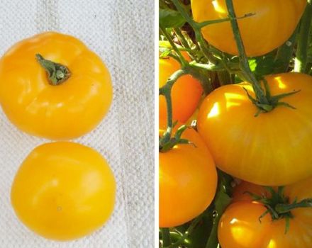 Description de la variété de tomate Miel ambré et ses caractéristiques
