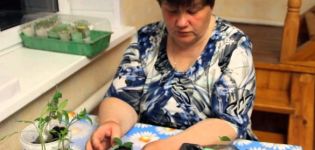 Wir pflanzen Tomaten in eine Schnecke nach der Methode von Julia Minyaeva