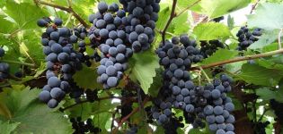 Beschreibung und Merkmale der Marquette-Rebsorte, Geschichte und Merkmale des Anbaus