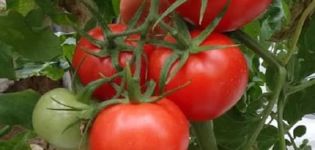 Description of the tomato variety Izobilny F1, its characteristics