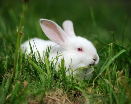 Description et caractéristiques des lapins Hikol et règles d'élevage