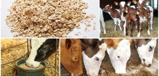 Est-il possible de donner de l'hercule aux veaux et comment le cuisiner, est-il sain ou non