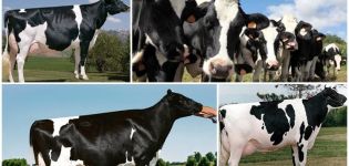 Description et caractéristiques des vaches Holstein-Frisonnes, leur contenu