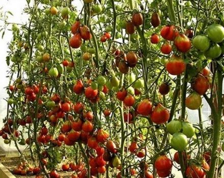 Description of tomato variety Drying, its characteristics and cultivation