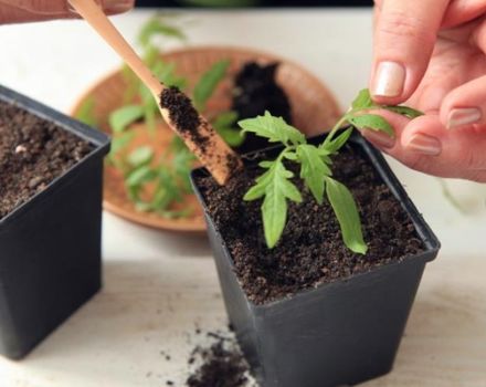 À quelle fréquence et correctement arroser les plants de tomates dans une serre et en plein champ