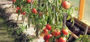 Caractéristiques et description de la variété de tomate Star of Siberia