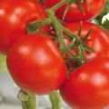 Caractéristiques et description de la variété de tomate Soyouz 8, son rendement