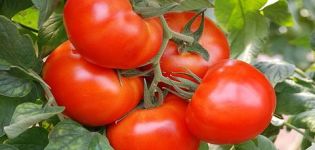 Caractéristiques et description de la variété de tomate Roi du marché, son rendement