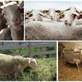 Description et caractéristiques de la race ovine Lacon, exigences pour leur entretien