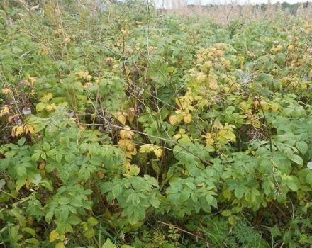 Pourquoi les framboises ne portent pas de fruits, les baies ne poussent pas et que faire des fleurs stériles