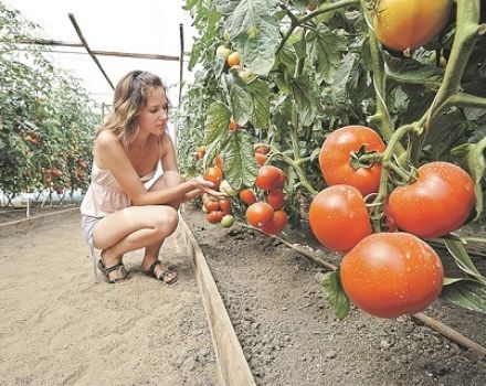 Die besten Tomatensorten für die Region Kirow in einem Gewächshaus