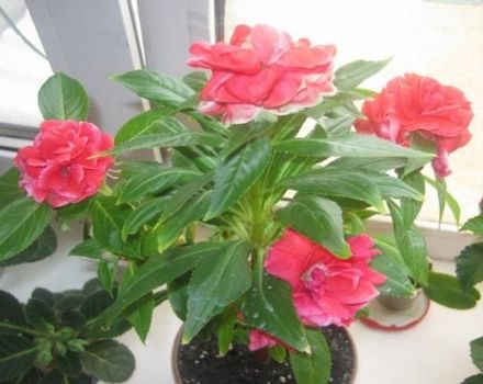 Growing and caring for Tom Samb balsam at home