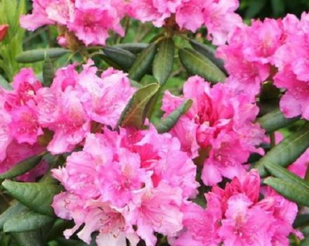 Description et caractéristiques de la variété de rhododendrons de La Haye, plantation et entretien