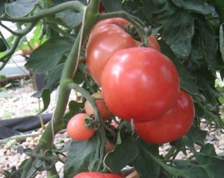Description de la variété de tomate Pani Yana, ses caractéristiques et son rendement