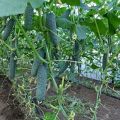 Description, caractéristiques et techniques agricoles des meilleures nouvelles variétés de concombres pour 2020