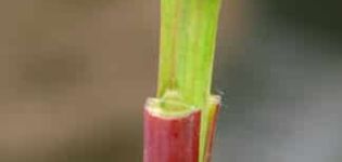 Comment planter correctement des raisins sur un vieux buisson avec des boutures vertes au printemps, en été et en automne