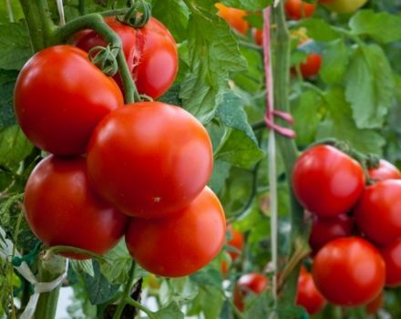 Quelles variétés de tomates fructueuses sont les mieux plantées pour la région de Leningrad