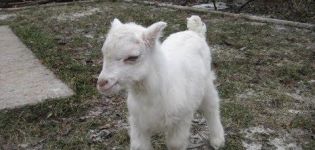 Why the kids gnaw boards and eat the ground, what to do and prevention of the problem