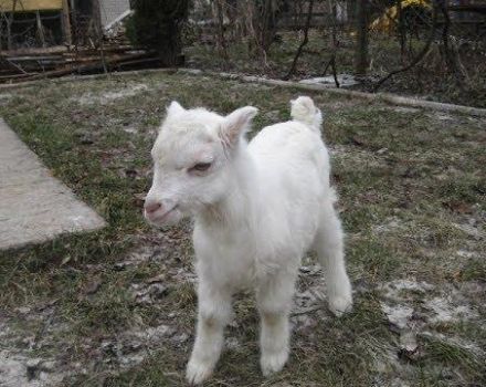 Pourquoi les enfants rongent les planches et mangent le sol, que faire et prévention du problème