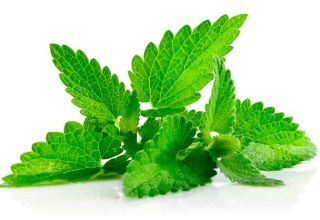 Caractéristiques et description de la menthe mentholée, caractéristiques de la culture et des soins