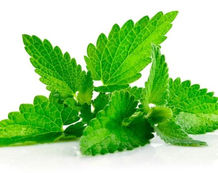 Caractéristiques et description de la menthe mentholée, caractéristiques de la culture et des soins