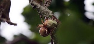 Warum Haselnüsse möglicherweise keine Früchte tragen, Ursachen und Krankheiten, Möglichkeiten zur Lösung des Problems