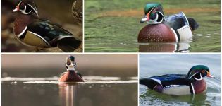 L'apparence et les caractéristiques des canards Caroline, où vit la race et son alimentation