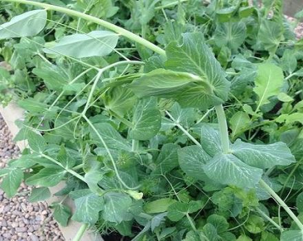 Comment bien planter et cultiver des pois à l'intérieur et dans une serre